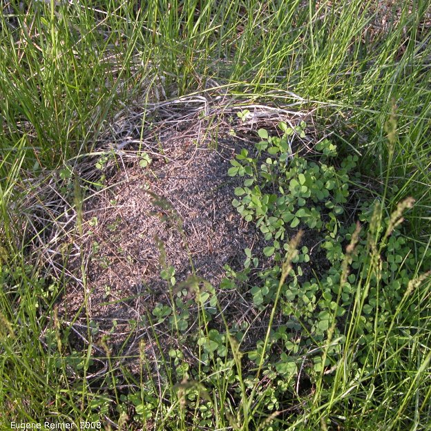 IMG 2008-Jun16 at the Richard + Natalie Gordon SilverBog near SilverRidge:  Clover (Trifolium sp) on ant-hill