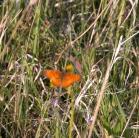 Fritillary butterfly: bad focus