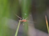 Long-jawed orb-weaver spider=Tetragnathidae-family: