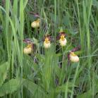 Yellow ladyslipper small-variety: clump