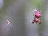 Furrow orb-weaver=Larinioides-cornutus(Araneidae-family): red+black spider with fly