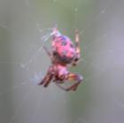 Furrow orb-weaver=Larinioides-cornutus(Araneidae-family): red+black spider closeup
