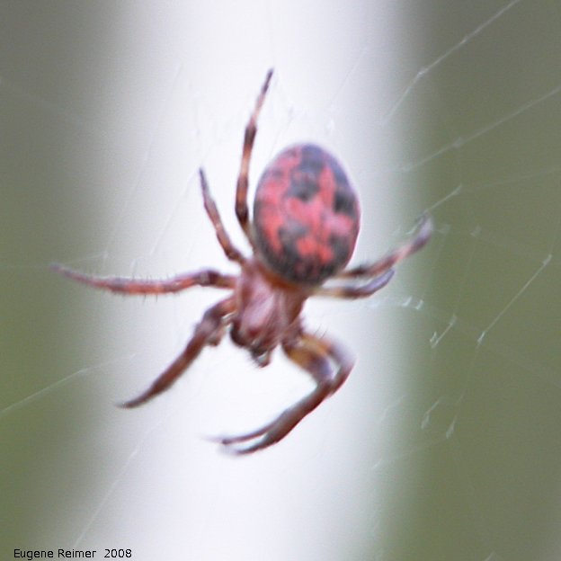 IMG 2008-Jun16 at the Richard + Natalie Gordon SilverBog near SilverRidge:  Furrow orb-weaver spider (Larinioides cornutus) red+black spider closeup
