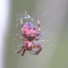 Furrow orb-weaver=Larinioides-cornutus(Araneidae-family): red+black spider closeup
