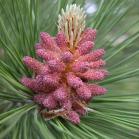 Red pine: flower closer