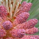 Red pine: flower closer2