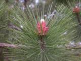 Red pine: flower