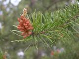 Jack pine: flower