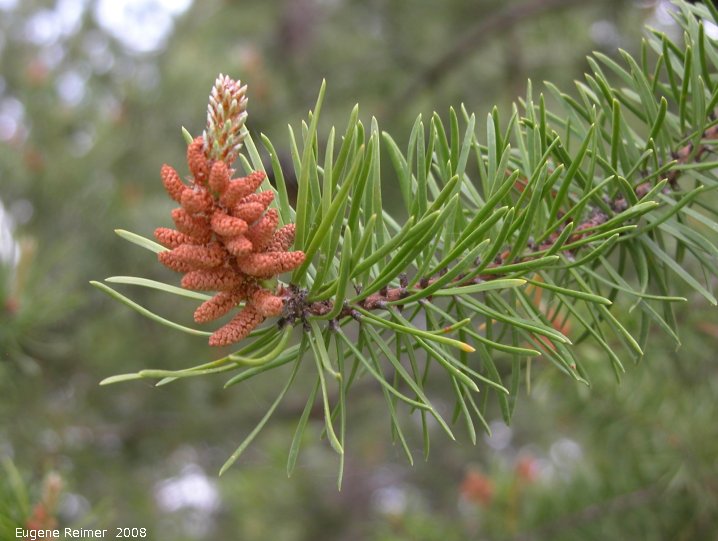 IMG 2008-Jun21 at near junction of PR210 and PR404:  Jack pine (Pinus banksiana) flower