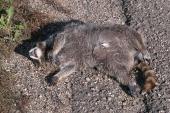 roadkill: Badger