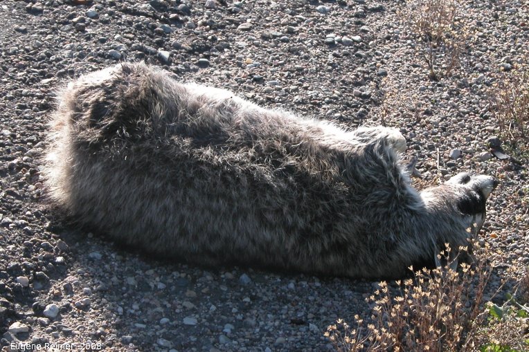 IMG 2008-Jun23 at near IndianHead SK:  roadkill Badger (Taxidea taxus)