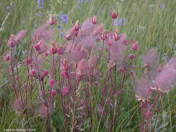 IMG 2008-Jun24 at near Paynton SK:  Three-flowered avens (Geum triflorum) flowers+seeds