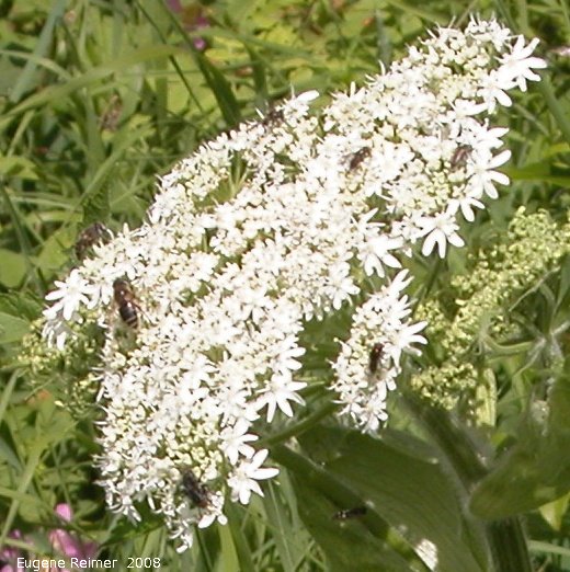 IMG 2008-Jun25 at Hwy43 near FoxCreek:  Cow parsnip (Heracleum maximum) with Fly (Diptera sp) many