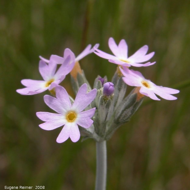 IMG 2008-Jun25 at Hwy43 near FoxCreek:&nbsp; Greenland primrose (Primula egaliksensis) flowers