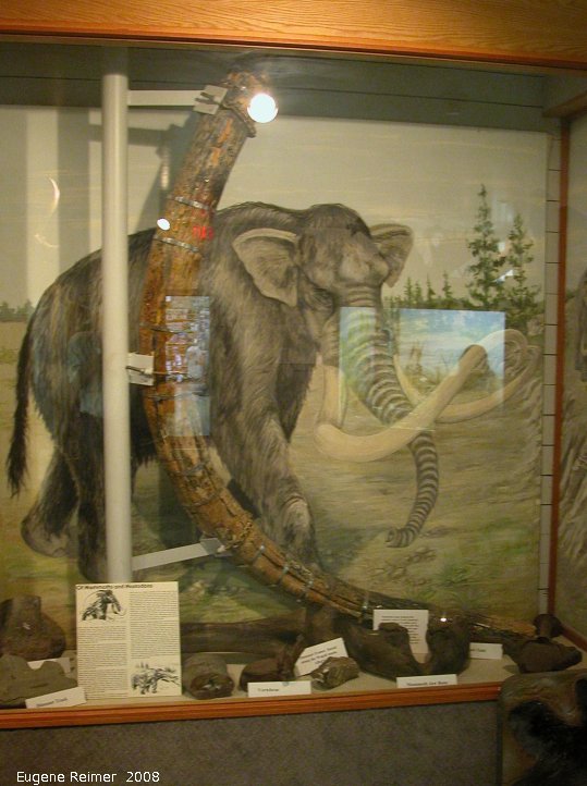IMG 2008-Jun26 at DawsonCreek BC:  museum-display giant tusk fossil