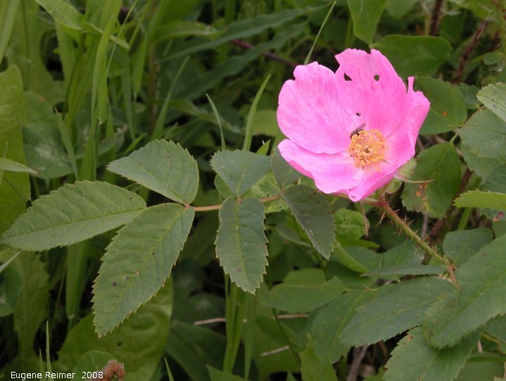IMG 2008-Jun26 at AlaskaHwy NW of DawsonCreek BC:  Prickly rose (Rosa acicularis)