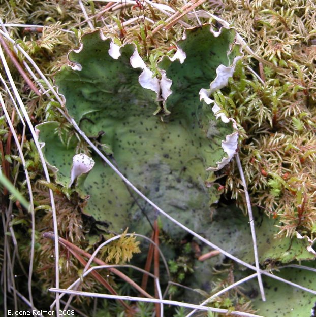 IMG 2008-Jun26 at AlaskaHwy NW of DawsonCreek BC:  Leaf-lichen (Peltigera sp)