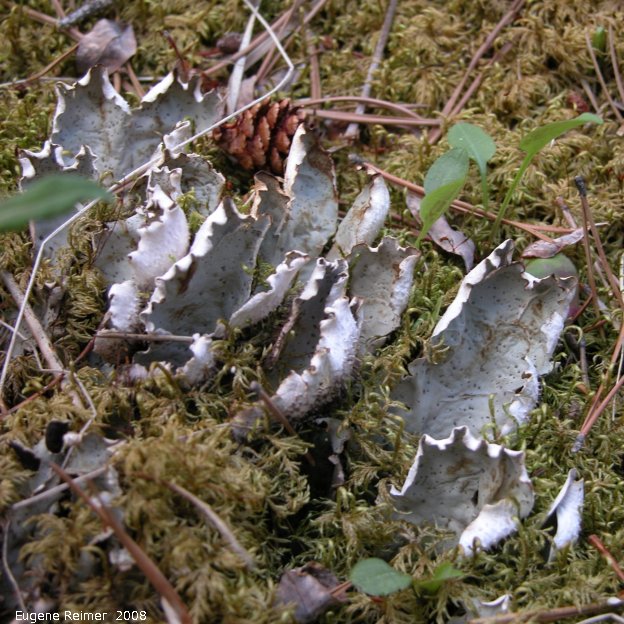 IMG 2008-Jun26 at AlaskaHwy NW of DawsonCreek BC:  Leaf-lichen (Peltigera sp)