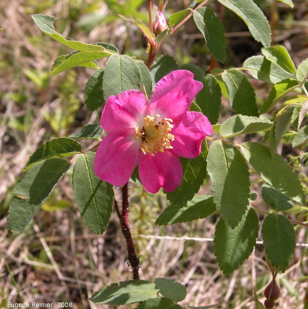 IMG 2008-Jun26 at AlaskaHwy NW of DawsonCreek BC:  Prickly rose (Rosa acicularis)