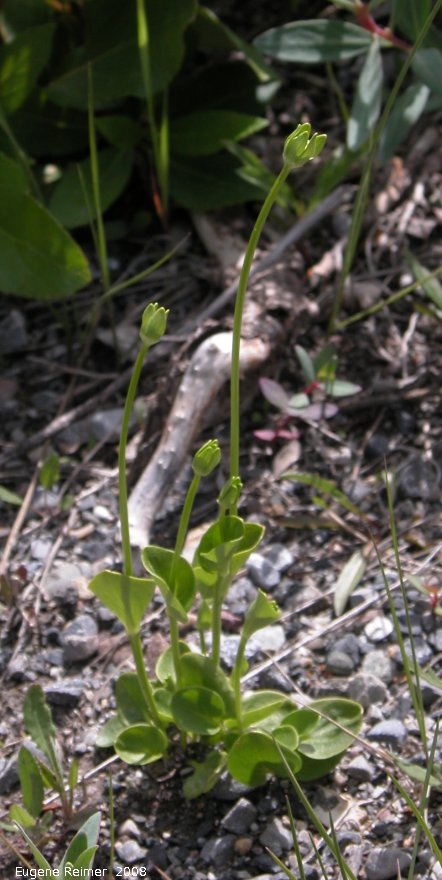 IMG 2008-Jun27 at ToadRiverProvincialPark:  Grass-of-parnassus (Parnassia sp) in bud