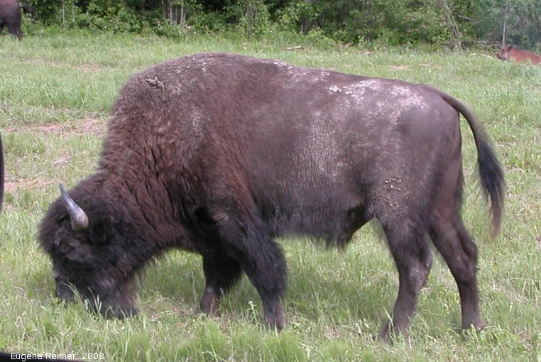 IMG 2008-Jun27 at AlaskaHwy near NorthernRockiesLodge:  Wood bison (Bison bison athabascae)