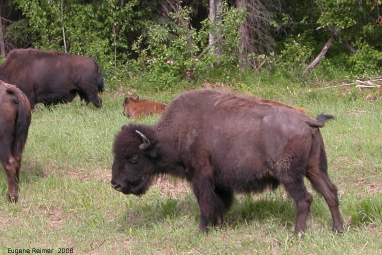 IMG 2008-Jun27 at AlaskaHwy near NorthernRockiesLodge:  Wood bison (Bison bison athabascae)