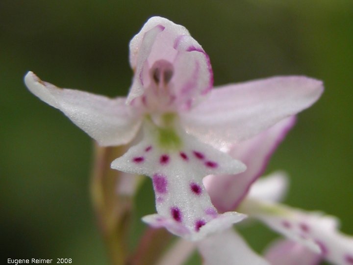 IMG 2008-Jun27 at LiardHotsprings:&nbsp; Small round-leaved orchid (Amerorchis rotundifolia) flower