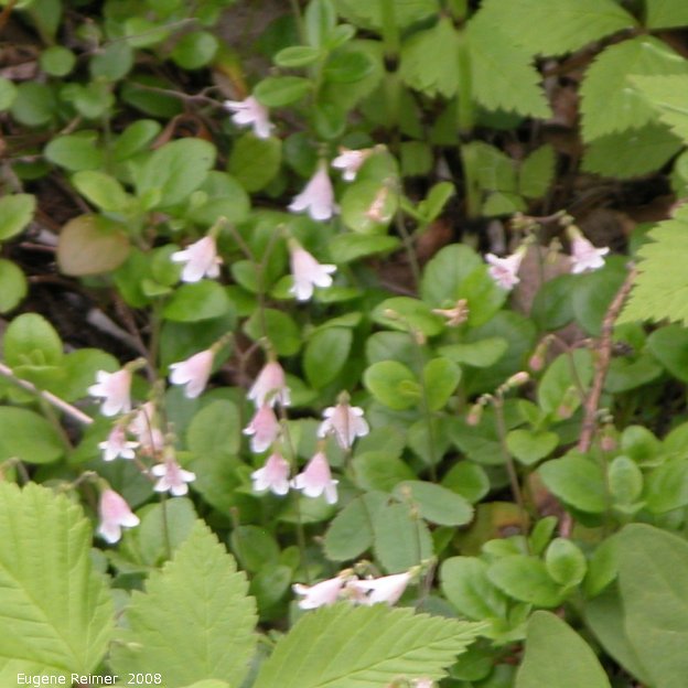 IMG 2008-Jun27 at LiardHotsprings:  Twinflower (Linnaea borealis)