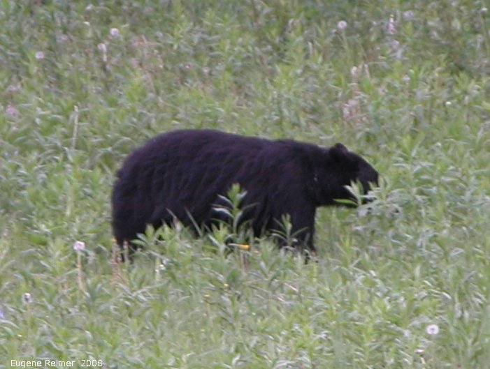 IMG 2008-Jun27 at AlaskaHwy NW of LiardHotsprings:  Black bear (Ursus americanus)