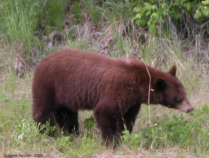 IMG 2008-Jun27 at AlaskaHwy NW of LiardHotsprings:  Black bear (Ursus americanus) brown form