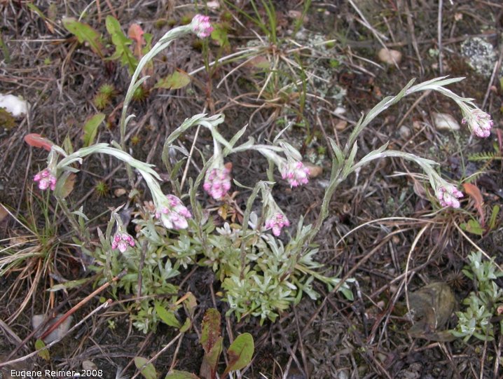 IMG 2008-Jun28 at AlaskaHwy NW of WatsonLake YT:  Rosy pussytoes (Antennaria rosea) clump