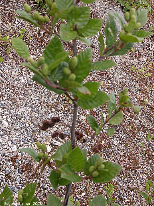 IMG 2008-Jun28 at AlaskaHwy NW of WatsonLake YT:  Mountain alder (Alnus viridis)