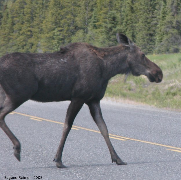 IMG 2008-Jun28 at AlaskaHwy 70km S of Teslin YT:&nbsp; Moose (Alces alces)