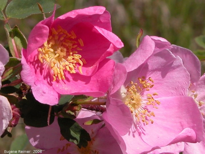 IMG 2008-Jun28 at AlaskaHwy 70km S of Teslin YT:  Prickly rose (Rosa acicularis) flowers