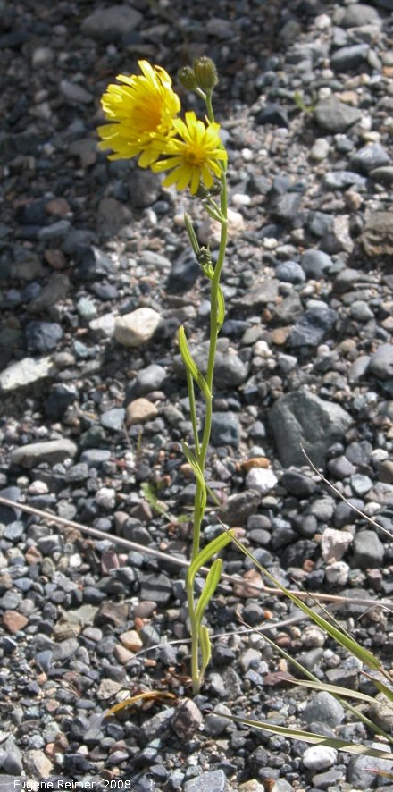 IMG 2008-Jun28 at AlaskaHwy near DeadMansCreek:  Yellow hawkweed (Hieracium caespitosum)
