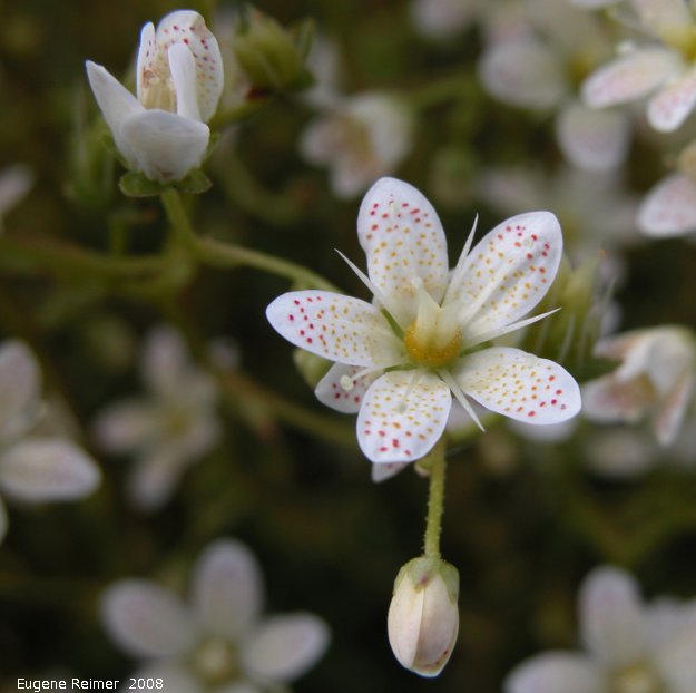 IMG 2008-Jun28 at AlaskaHwy near DeadMansCreek:  Three-toothed saxifrage (Saxifraga tricuspidata) flower+bud