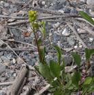 Northern goldenrod: in bud