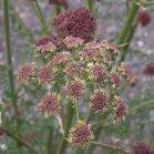 Northern hemlock parsley: flowers in bud
