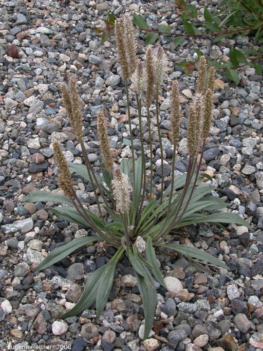 IMG 2008-Jun29 at Carmacks YT:  Alpine bistort (Polygonum viviparum) plant