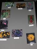 display: BotanyWeekend panel-2
