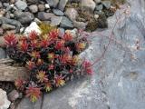 Three-toothed saxifrage: