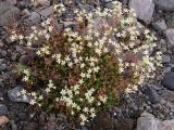 Three-toothed saxifrage: clump