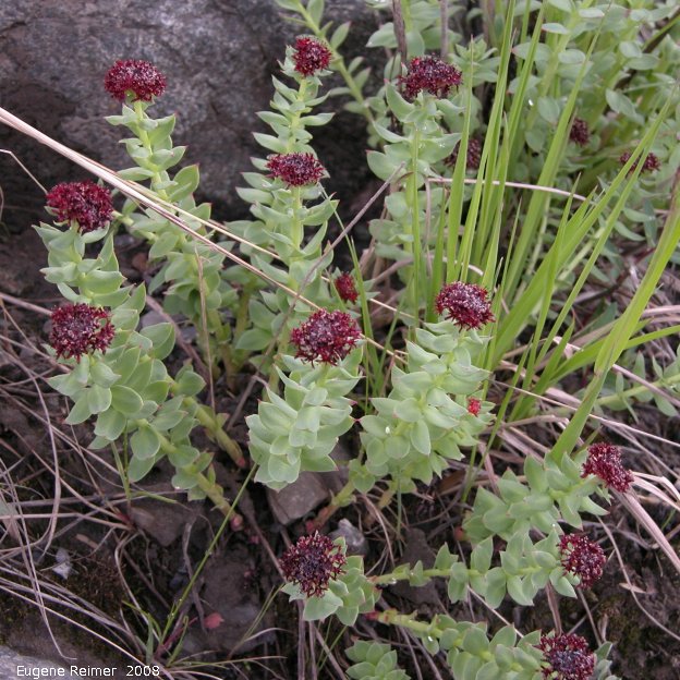 IMG 2008-Jun30 at the NorthForkPass:  Roseroot (Sedum integrafolium) clump