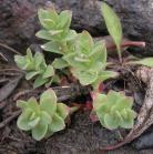 Roseroot=Sedum integrafolium: foliage