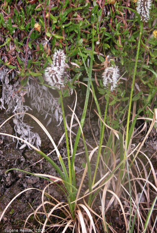 IMG 2008-Jun30 at DempsterHwy next stop N of NorthForkPass:  Little weaselsnout (Lagotis minor)? or Alpine bistort (Polygonum viviparum) plant