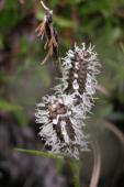 Little weaselsnout?: or AlpineBistort flowers