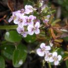 Alpine bittercress=Cardamine bellidifolia?: