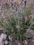 Coffee-Creek scorpionweed=Phacelia mollis: plant