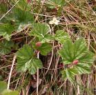 Stemless arctic raspberry:
