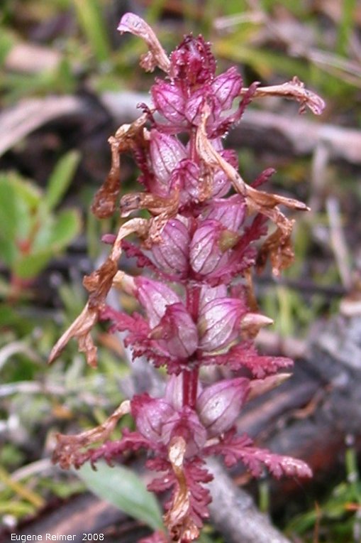 IMG 2008-Jun30 at DempsterHwy another stop:  Elephants-head lousewort (Pedicularis groenlandica) spike in seed stage